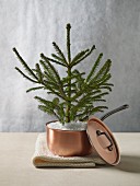 Small conifer tree planted in copper saucepan