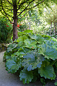 Üppiges Schildblatt im eingewachsenen Sommergarten