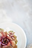 Succulents on white plate