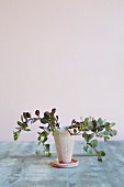 Plant in ceramic container with saucer against pastel background