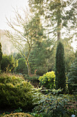 Trees, bushes and shrubs in mature garden