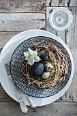 Black eggs and quail eggs in nest on plate