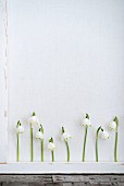 Row of spring snowflake flowers behind white lath