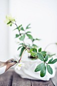 Quail figurine next to hellebore against white background