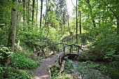 Woodland path with wooden bridge leading over stream