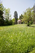 Dandelion clocks in summer meadow and pavillion on edge of woodland