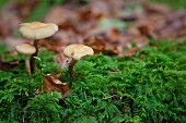 Three mushrooms growing amongst feathery moss