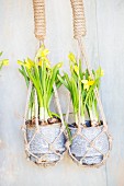 Yellow-flowering narcissus in macrame hanging baskets