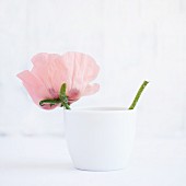 Rosafarbene Mohnblume in einer weißen Tasse