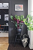 House plant in black pot on stool against black wall