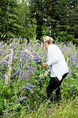 A woman picking lupines in a garden in front of a forest