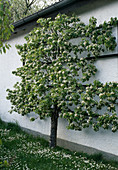 Blossoming pear tree as a trellis
