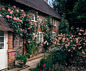 Shrub roses and climbing roses on the house entrance