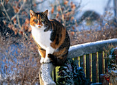 Katze im Winter auf einer Bank sitzend
