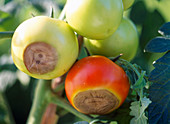 Blütenendfäule an Tomaten durch Magnesiummangel