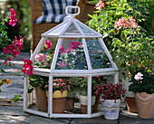 Pots with pelargonium (geranium) and alternanthera