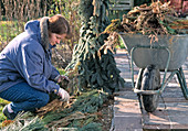 Remove old fir branches in spring