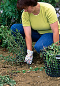 Create perennial flowerbed, soil preparation