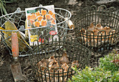 Planting spring onions in a mesh basket