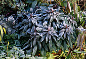 Euphorbia amygdaloides 'Efanthia' in hoarfrost
