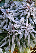 Euphorbia amygdaloides 'Efanthia' in hoarfrost
