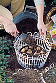Planting spring onions in baskets in autumn