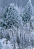 Yews and fruit stalks with hoarfrost