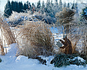 Asters, grasses in the snow
