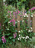 Wooden fence with Digitalis purpurea 'Gloxiniaeflora'