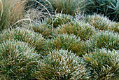 Festuca scoparia (bearskin grass) in hoarfrost