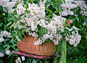 Syringa vulgaris (lilac) in the basket on chair