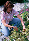 Young woman cutting faded campanula (bellflower) flowers