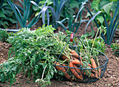 Daucus carota / frisch geerntete Möhren