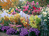 White fence in front of dahlia bed, in front of physalis (lantern flower)