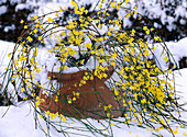 Jasminum nudiflorum (flowering winter jasmine)