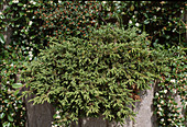 Juniperus chinensis 'Repanda' (Wacholder)