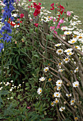 Wicker fence with daisies and vetch