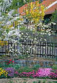 Blossoming pear tree at the trellis