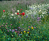 Flower meadow with poppy, daisies