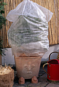 Winter protection with fleece for conifers