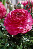 Ranunculus hybrids