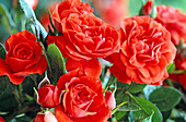 Rose 'Orange Meillandina'