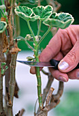 Pruning of an overwintered geranium