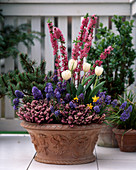 Daphne mezereum (daphne), muscari, tulips