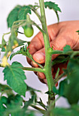 Pinch out tomatoes shoots