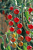 Cherry tomato 'Sweet 100' (lycopersicon)