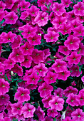 Petunia 'Hellrosa Geadert'