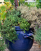 Blue tub with different types of thyme