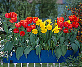 Tulips and daffodils