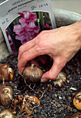 Plant gladiolus bulbs